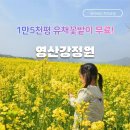 나주종합스포츠파크 건너편 | 나주 영산강정원 유채꽃밭 아이랑 이용꿀팁