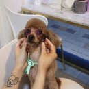 보듬펫살롱 이미지