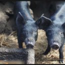 제주흑돼지 이미지