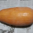 홀씨앗 이미지