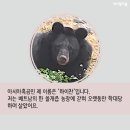 곰발바닥 이미지