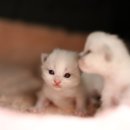 그루밍온 이미지
