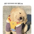 골든AD