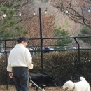 [애견동반] 강원도 홍천 소노펫, 대형견 동반 리조트, 대형견 동반 식당