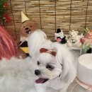 베스티멍 이미지