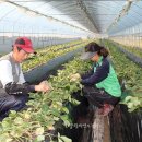 벌말농원 이미지