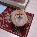 도다미네 이미지