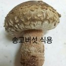 각종그물버섯 종류 이미지