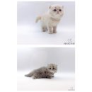 고양이분양 주식회사 제나캣 | 망설임은 이제 그만 부산고양이분양 고민을 덜어준 제나캣 고양이분양