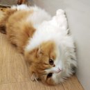 붕어앤호두커피 네이버블로그