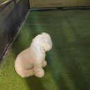 몽이네 애견미용 | 서울근교 양평 애견펜션 몽이네펜션 2박3일 107호 후기 (사진많음!)