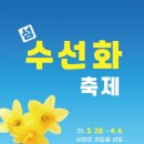 선도수선화 이미지