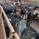 대한흑염소 이미지