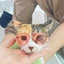 창원고양이미용 무냥무냥 이미지