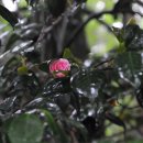 남망산공원 이미지