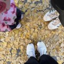 함안향교 | 경남 아이와 가볼만한 곳 함안향교 가을 산책 후기