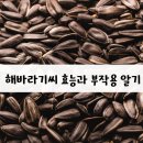 씨