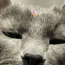 S펫 | 젠틀리머 펫베드 S 스몰사이즈 후기