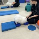 우쭈쭈 강아지 | 강아지 훈련 우쭈쭈 케어센터 피트니스/아쿠아 두달 후기(내돈내산)
