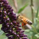 꿀벌공인중개사사무소 이미지