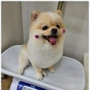 아이몽펫 이미지