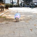 푸들사랑 이미지