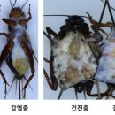 수염농장 이미지
