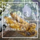 주공1차경로당 | 후기] 송파구 3대장 엘스 리센트 트리지움 장미1차 잠실주공5단지 레이크팰리스 설렁설렁 분위기임장...