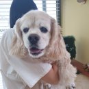 예쁘개 미용할개 | 안중애견미용🐶순하고 예쁜 다행히 아직 건강한 코카스파니엘 왕자님 코코♡