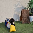 레인바우 시흥배곧점 | 시흥 반려견 카페 : &lt;레인바우&gt;안전하게 뛰뛰하기 좋은 반려견 운동장 / 산책 추천 코스