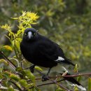 얼룩피리까마귀 [파이드 쿠라웡, Pied currawong (Strepera graculina)] 이미지