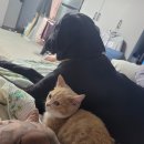 대전 고양이분양 퍼스트캣 대전점 이미지