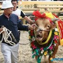 범이네 이미지