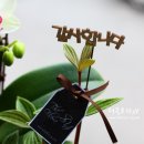 더플로라SY