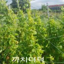 까치슈퍼 이미지