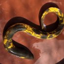 황금반점 이미지