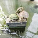 관리농장 | 동물체험 가볼 만한 곳 포레스트 벨 깨끗하게 관리된 농장에서 놀고 온 후기 (딸기, 블루베리, 대파, 마늘)