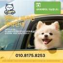 대구 펫 택시 이미지