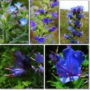 [11월 20일 탄생화] 뷰글라스(Bugloss) : 진실 이미지