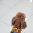 스마일플러스동물병원 이미지