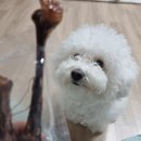 아롱`s 펫디저트 이미지