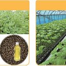 들깨나라 이미지