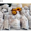 참장어 이미지