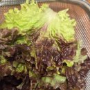 행정용 35번 | 굴포천맛집 감동정육식당 부개점 돼지갈비 주차 메뉴 솔직 후기