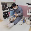 로얄캣 | 강남고양이미용 로얄캣 방문 후기