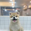 수진애견미용 이미지