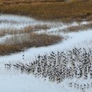 순천만 그리고 나 이미지