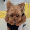 림앤도기살롱 | (군산 애견 유치원/군산 애견 미용) 림앤도기유치원, 림앤도기살롱