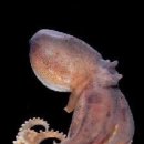 숯골 그집 쭈꾸미 이미지