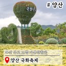 통기타 (야간) | 부산 근교 아이랑가볼만한곳 양산 국화축제 경남 11월 꽃축제